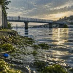 Algues et déchets au bassin André-Malraux : la Ville annonce une intervention
